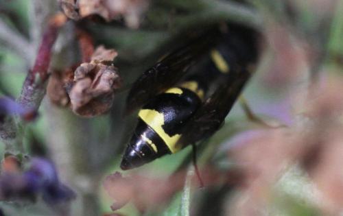 Eumenes sp.